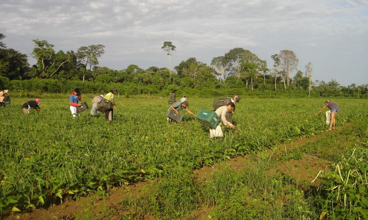 agricultores_familiares_colhem_feijao-caupi_-_emanuel_cavalcante_-_embrapa_amapa